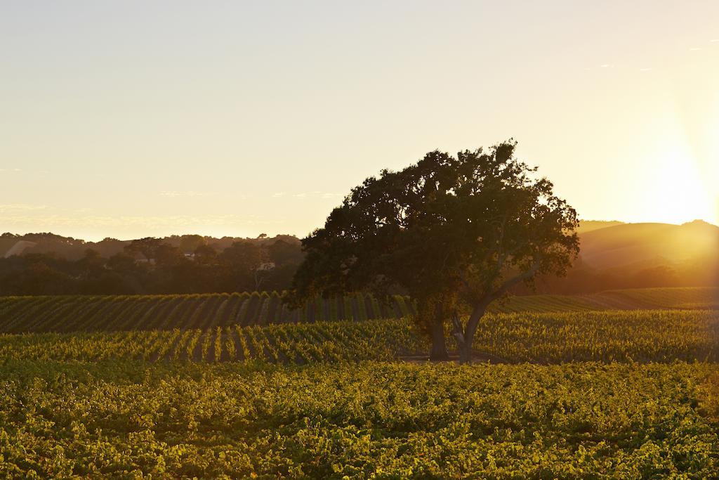 Summerwood Inn Paso Robles Pokoj fotografie